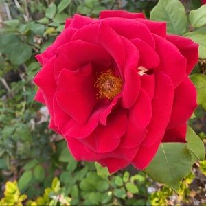 Meet your Posher, Jasmin